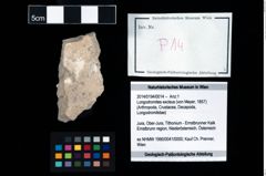 Foto (Objekt + Etikett) von Longodromites excisus (von Meyer, 1857)  (NHMW-GEO-2014-0194-0014)